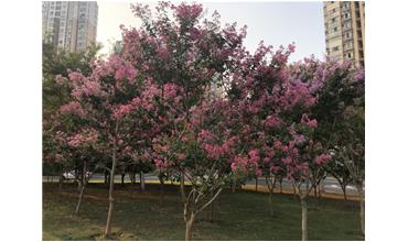 夏秋季節(jié)，錫城首次驚現(xiàn)紫薇花開(kāi)美景